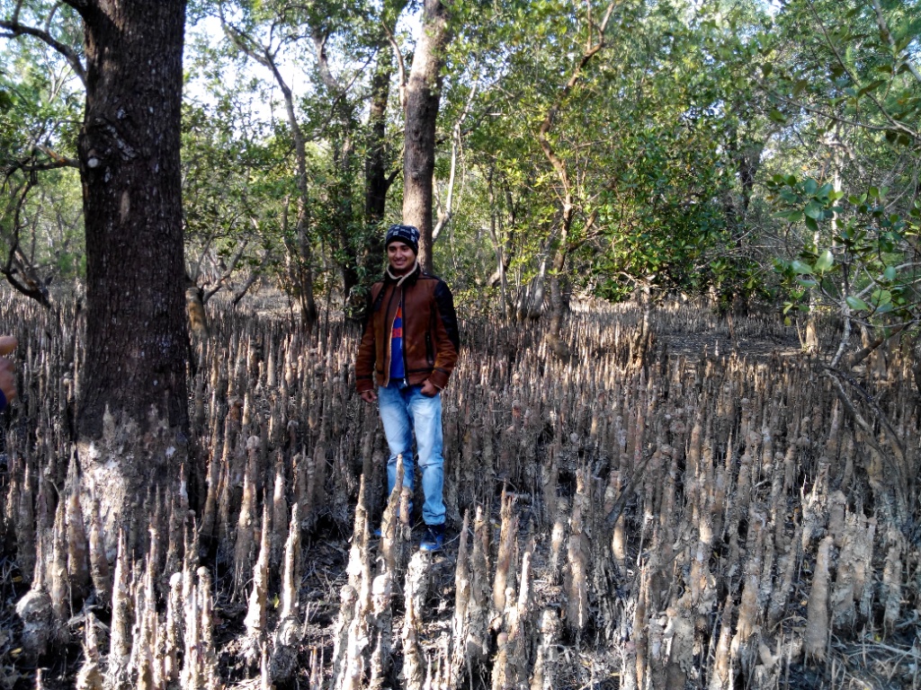 নিঝুম দ্বীপ: শ্বাসমূলের গহীন অরণ্যে