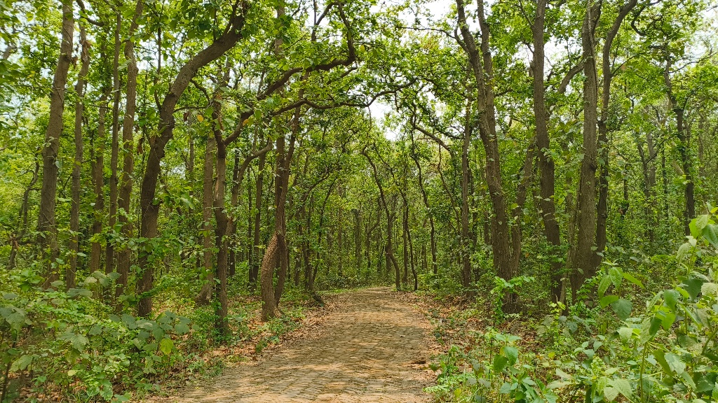 The Path Less Paved: Discovering Hidden Forest Trails
