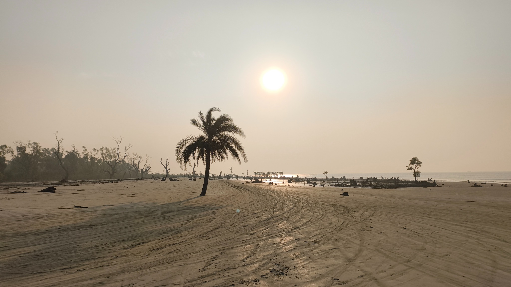 A Lone Palm Under the Morning Sun